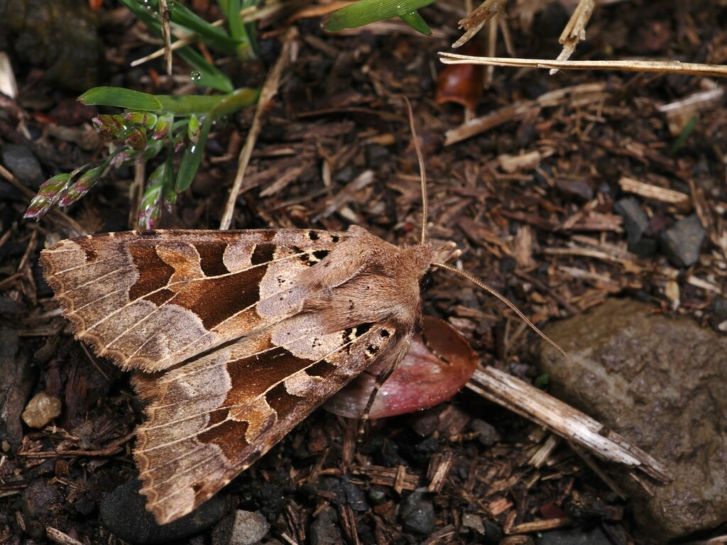 Clavipalpula aurariae