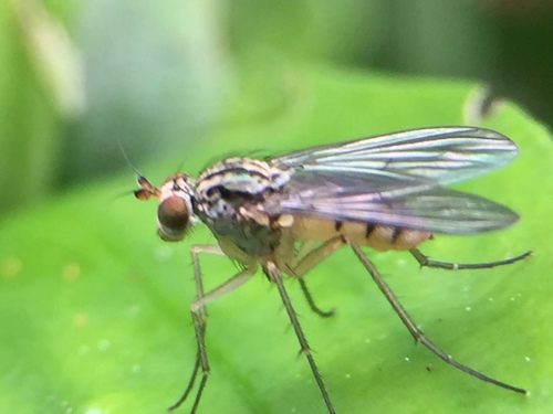 Dactylonotus