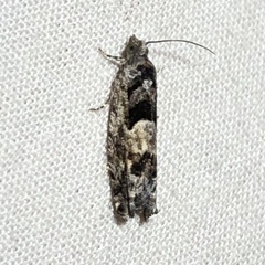 Pseudexentera