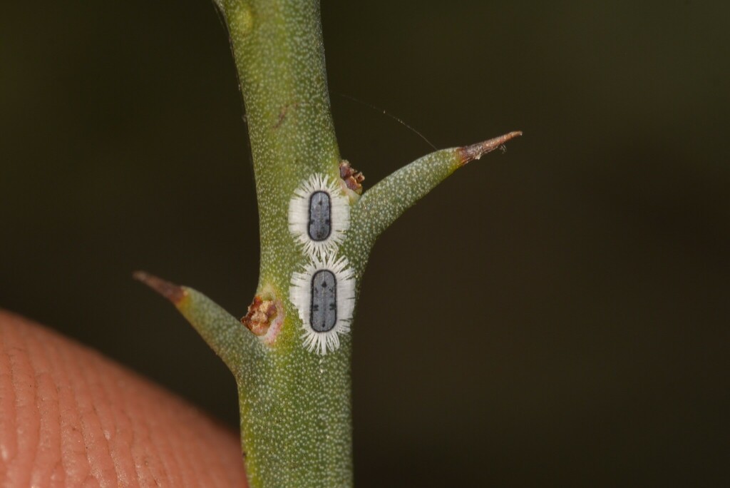 Aleuromarginatus