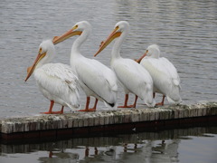 Pelecanus erythrorhynchos