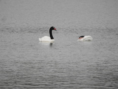 Cygnus melancoryphus