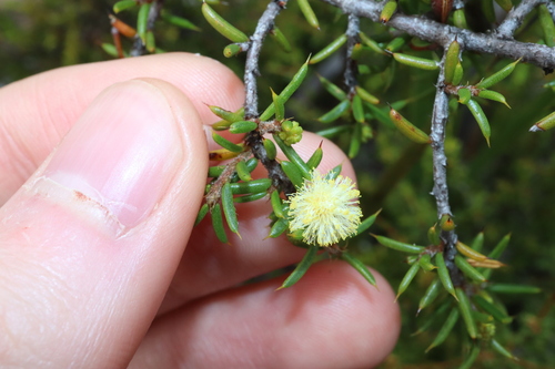 Image of Acacia argutifolia by (c) Thomas Mesaglio, some rights reserved (CC BY)