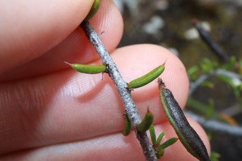 Image of Acacia argutifolia by (c) Thomas Mesaglio, some rights reserved (CC BY)