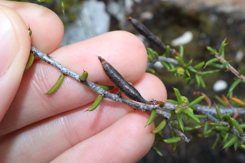 Image of Acacia argutifolia by (c) Thomas Mesaglio, some rights reserved (CC BY)
