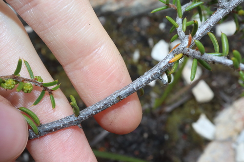 Image of Acacia argutifolia by (c) Thomas Mesaglio, some rights reserved (CC BY)