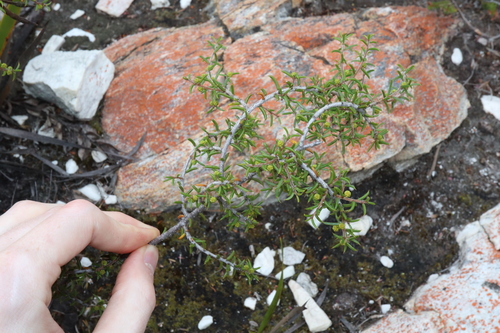 Image of Acacia argutifolia by (c) Thomas Mesaglio, some rights reserved (CC BY)