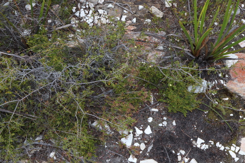 Image of Acacia argutifolia by (c) Thomas Mesaglio, some rights reserved (CC BY)
