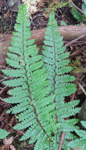 Polystichum tagawanum iNat (2)