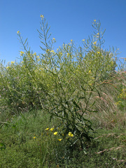 Brassica elongata