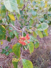 Byrsonima bucidaefolia