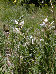 Genista albida