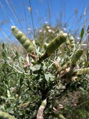 Genista albida