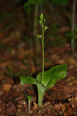 Liparis campylostalix