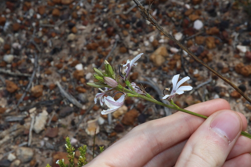 Image of White Goodenia (Goodenia scapigera) by (c) Thomas Mesaglio, some rights reserved (CC BY)