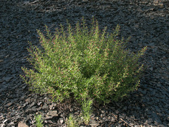 Scrophularia cretacea