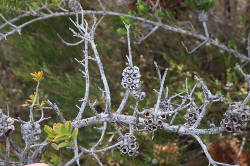 Image of Melaleuca anisandra by (c) Thomas Mesaglio, some rights reserved (CC BY)