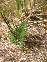 Chaerophyllum eriopodum