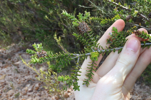 Image of Melaleuca anisandra by (c) Thomas Mesaglio, some rights reserved (CC BY)