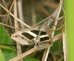 Grammodes geometrica