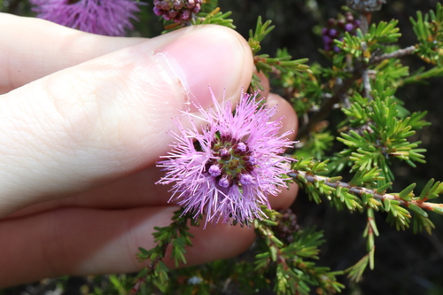 Image of Melaleuca jonesii by (c) Thomas Mesaglio, some rights reserved (CC BY)