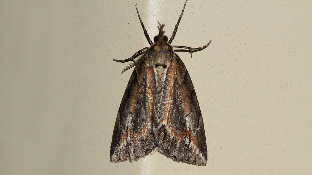 Mictodoca