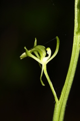 Liparis campylostalix