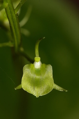 Liparis campylostalix