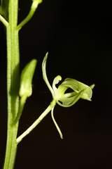 Liparis campylostalix