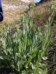 Senecio gunnii