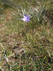 Wahlenbergia ceracea