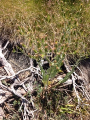 Senecio gunnii