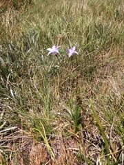Wahlenbergia ceracea