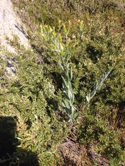 Senecio gunnii