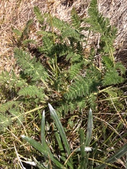 Chaerophyllum eriopodum