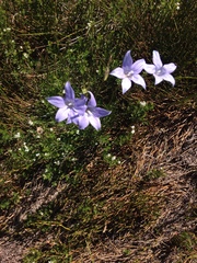 Wahlenbergia ceracea