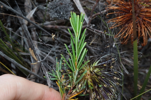 Image of Banksia violacea by (c) Thomas Mesaglio, some rights reserved (CC BY)
