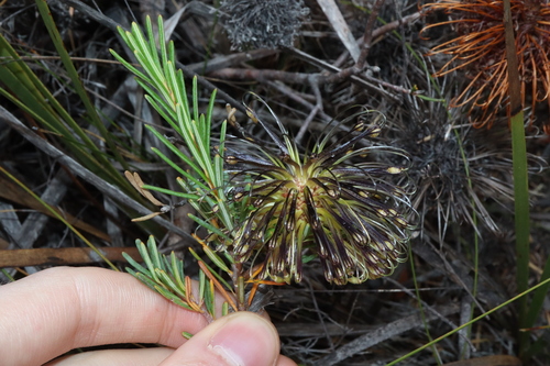 Image of Banksia violacea by (c) Thomas Mesaglio, some rights reserved (CC BY)