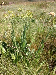Senecio gunnii