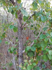 Byrsonima bucidaefolia