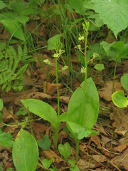 Liparis campylostalix