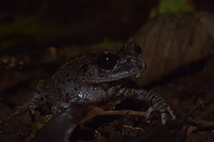 Leptobrachium hasseltii