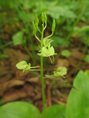 Liparis campylostalix