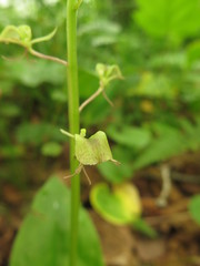 Liparis campylostalix