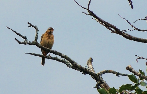 Wood Pipit (Anthus nyassae), photo 7