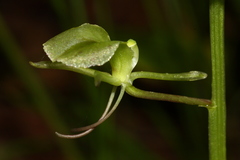 Liparis campylostalix