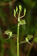 Liparis campylostalix