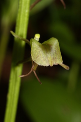 Liparis campylostalix