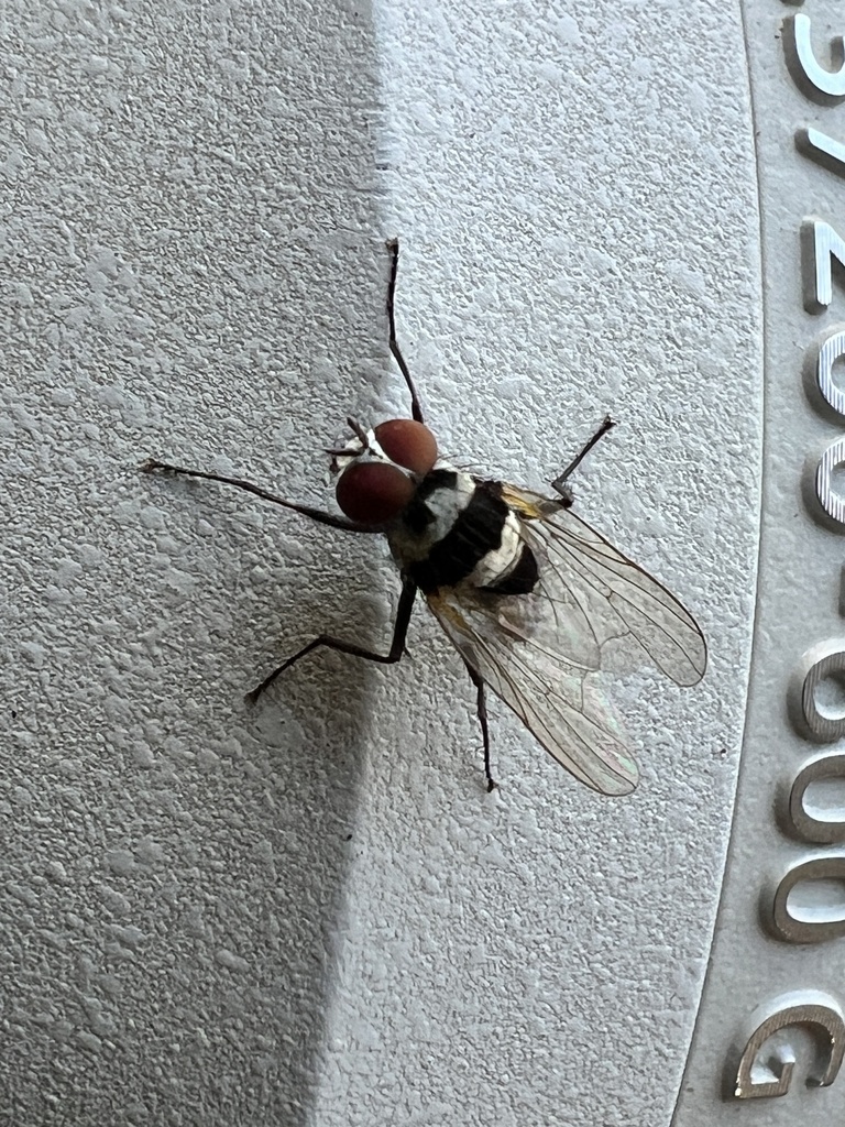Anthomyia ornata