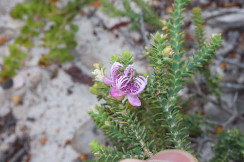 Image of Melaleuca pulchella by (c) Thomas Mesaglio, some rights reserved (CC BY)